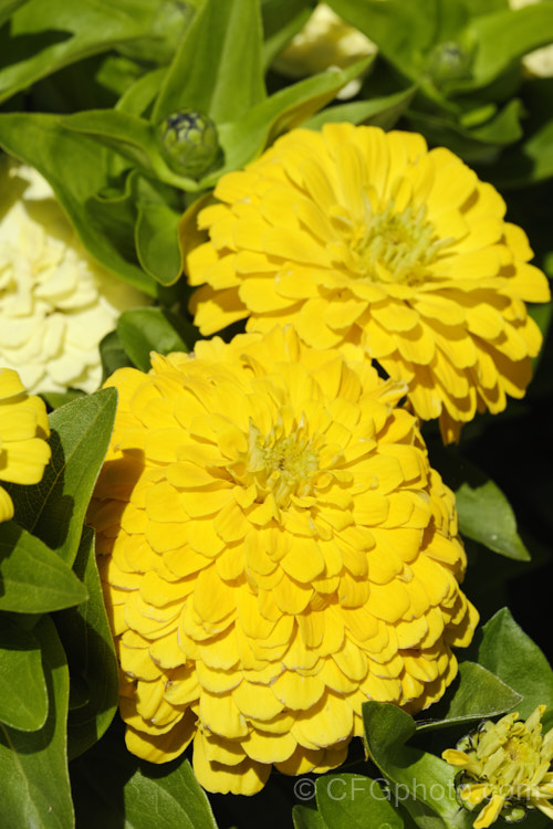 Dwarf Double-flowered Zinnia (<i>Zinnia elegans 'Distance' mix</i>), these large-flowered dwarf plants are typical of bedding zinnias, with a stocky habit, good rain-resistance and vibrant flower colours. Order: Asterales, Family: Asteraceae