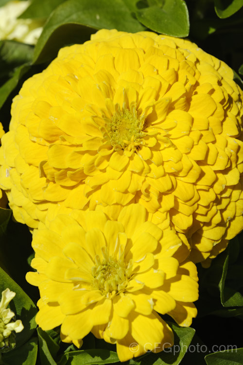 Dwarf Double-flowered Zinnia (<i>Zinnia elegans 'Distance' mix</i>), these large-flowered dwarf plants are typical of bedding zinnias, with a stocky habit, good rain-resistance and vibrant flower colours. Order: Asterales, Family: Asteraceae