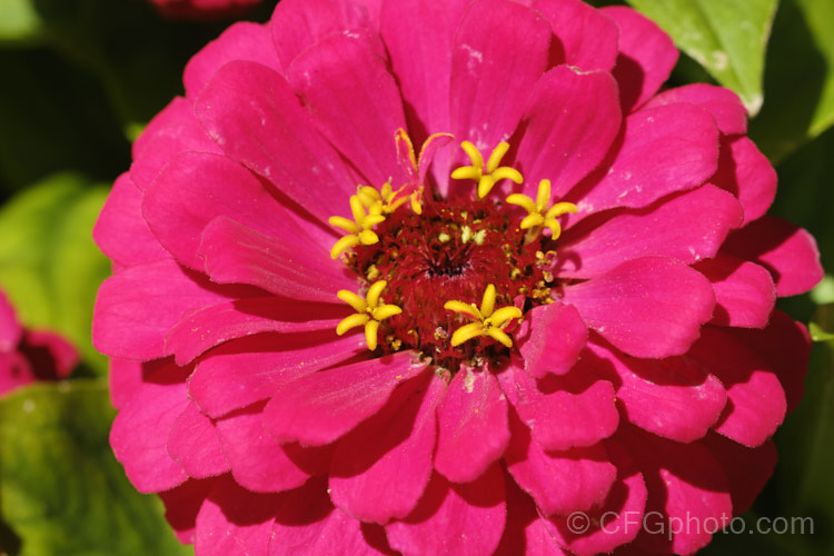 Dwarf Double-flowered Zinnia (<i>Zinnia elegans 'Distance' mix</i>), these large-flowered dwarf plants are typical of bedding zinnias, with a stocky habit, good rain-resistance and vibrant flower colours. Order: Asterales, Family: Asteraceae