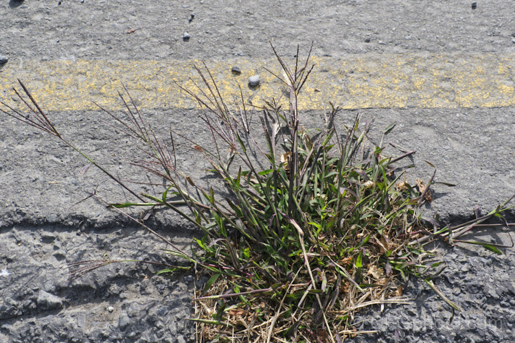 Summer Grass, Hairy Crabgrass or Purple Crabgrass (<i>Digitaria sanguinalis</i>) growing in an asphalt road. This tough summer annual grass is native to the warmer parts of Eurasia but now widely naturalised in the warm temperate regions. While very occasionally cultivated for fodder and its edible seeds, its ability to spread rapidly and self-sow all too free usually sees it considered to be a weed. The purple-bronze inflorescences and seedheads, which are held well above the foliage, are distinctive. Order: Poales, Family: Poaceae.