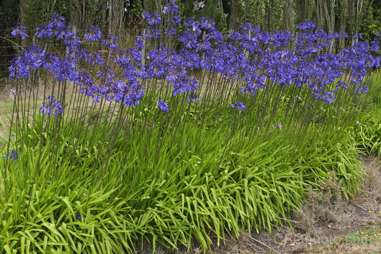 <i>Agapanthus</i> 'Purple Cloud', a heavy flowering form, possibly a cultivar of <i>Agapanthus africanus</i>, that has 1.2m high stems, or taller, with the flowerheads held well above the bright green foliage clump. Order: Asparagales, Family: Amaryllidaceae