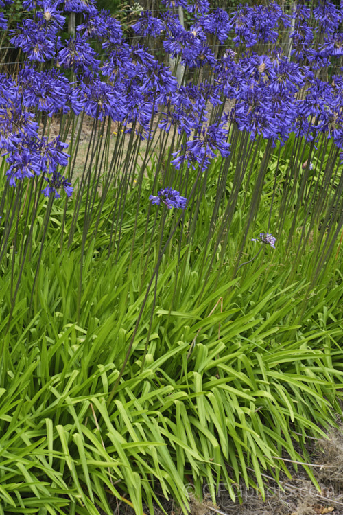 <i>Agapanthus</i> 'Purple Cloud', a heavy flowering form, possibly a cultivar of <i>Agapanthus africanus</i>, that has 1.2m high stems, or taller, with the flowerheads held well above the bright green foliage clump. Order: Asparagales, Family: Amaryllidaceae