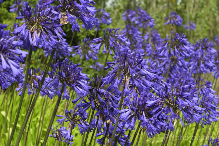 <i>Agapanthus</i> 'Purple Cloud', a heavy flowering form, possibly a cultivar of <i>Agapanthus africanus</i>, that has 1.2m high stems, or taller, with the flowerheads held well above the bright green foliage clump. Order: Asparagales, Family: Amaryllidaceae