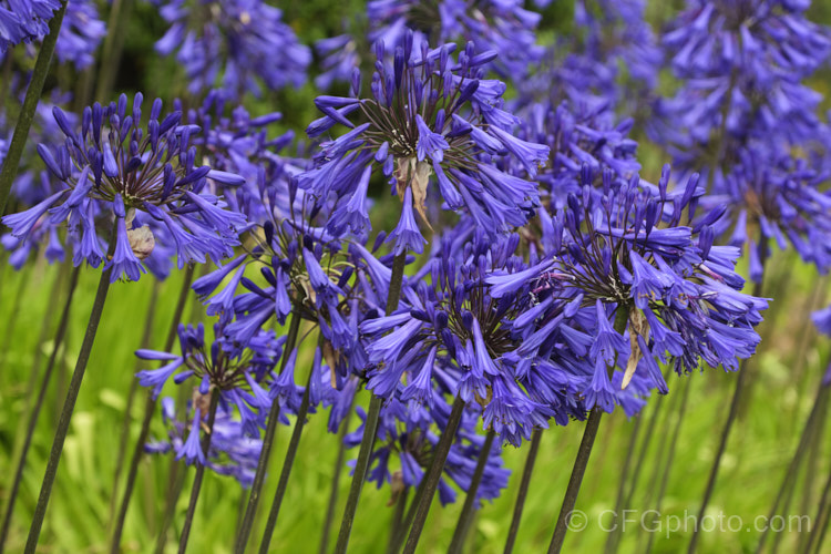 <i>Agapanthus</i> 'Purple Cloud', a heavy flowering form, possibly a cultivar of <i>Agapanthus africanus</i>, that has 1.2m high stems, or taller, with the flowerheads held well above the bright green foliage clump. Order: Asparagales, Family: Amaryllidaceae