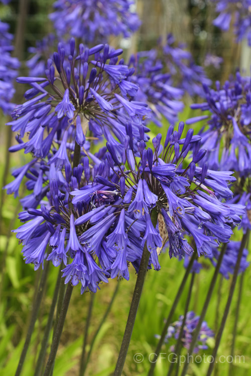 <i>Agapanthus</i> 'Purple Cloud', a heavy flowering form, possibly a cultivar of <i>Agapanthus africanus</i>, that has 1.2m high stems, or taller, with the flowerheads held well above the bright green foliage clump. Order: Asparagales, Family: Amaryllidaceae