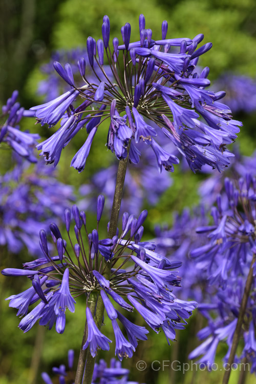 <i>Agapanthus</i> 'Purple Cloud', a heavy flowering form, possibly a cultivar of <i>Agapanthus africanus</i>, that has 1.2m high stems, or taller, with the flowerheads held well above the bright green foliage clump. Order: Asparagales, Family: Amaryllidaceae