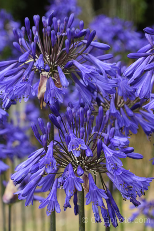 <i>Agapanthus</i> 'Purple Cloud', a heavy flowering form, possibly a cultivar of <i>Agapanthus africanus</i>, that has 1.2m high stems, or taller, with the flowerheads held well above the bright green foliage clump. Order: Asparagales, Family: Amaryllidaceae