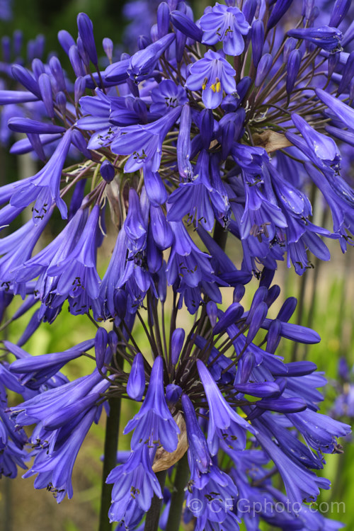 <i>Agapanthus</i> 'Purple Cloud', a heavy flowering form, possibly a cultivar of <i>Agapanthus africanus</i>, that has 1.2m high stems, or taller, with the flowerheads held well above the bright green foliage clump. Order: Asparagales, Family: Amaryllidaceae