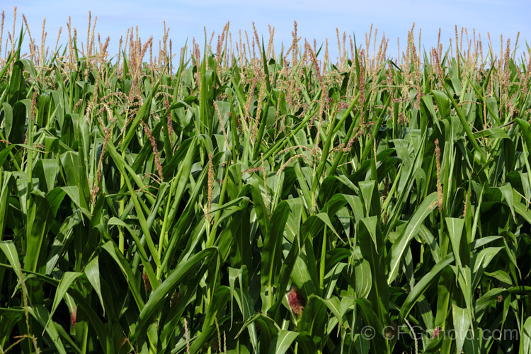 Sweet Corn, Maize or Corn (<i>Zea mays</i>), a robust annual grass from Central America grown for its edible seed heads (cobs</i>). There are many cultivars. This is maize, which has been bred to be used as animal fodder, not to produce large, sweet-kerneled cobs like those of sweet corn. Order: Poales, Family: Poaceae