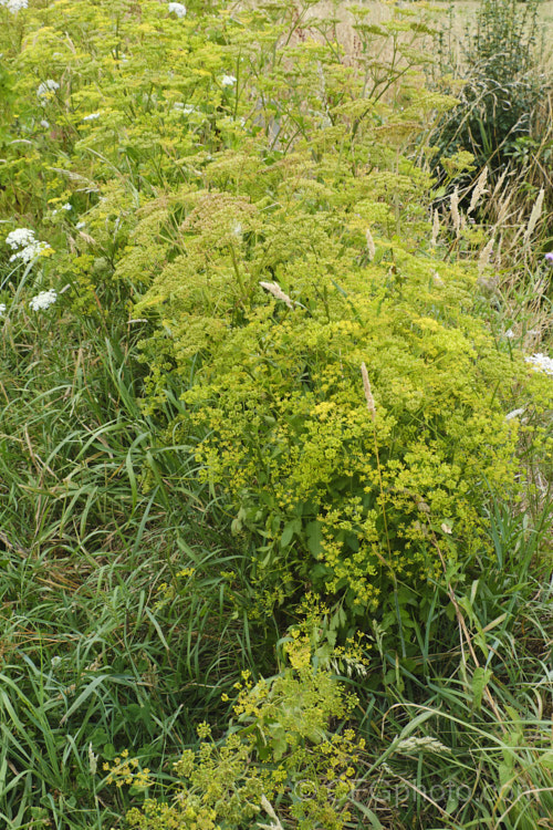 Wild Parsnip (<i>Pastinaca sativa</i>), the same species as the Eurasian biennial widely cultivated for its long, creamy white, edible tap root. These plants, however, have naturalised in many areas and grow wild. Cultivated forms are harvested in their first year, so do not produce the umbels of small, short-lived yellow flowers and the conspicuous seedheads seen here. pastinaca-3206htm'>Pastinaca.