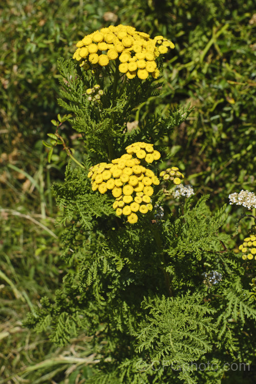 Tansy, Bitter Buttons or Golden Buttons (<i>Tanacetum vulgare</i>), a Eurasian herbaceous, perennial, petalless daisy. Tansy has many traditional medicinal uses, including treating internal parasites, as a painkiller and an insect repellent. In some areas outside its native range it has naturalised and become a minor weed. tanacetum-2130htm'>Tanacetum.