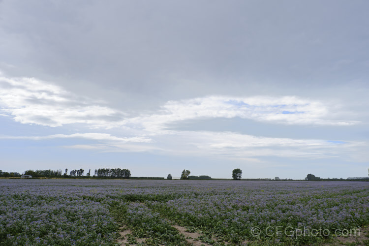 A field of Borage (<i>Borago officinalis</i>), a quick-growing annual or short-lived perennial herb that is popular with beekeepers as a nectar source, though it is confused with Viper's Bugloss (<i>Echium vulgare</i>). Borage has medicinal uses and the leaves can be used in salads. borago-2604htm'>Borago.