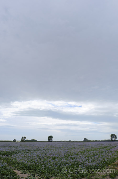 A field of Borage (<i>Borago officinalis</i>), a quick-growing annual or short-lived perennial herb that is popular with beekeepers as a nectar source, though it is confused with Viper's Bugloss (<i>Echium vulgare</i>). Borage has medicinal uses and the leaves can be used in salads. borago-2604htm'>Borago.