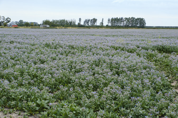 A field of Borage (<i>Borago officinalis</i>), a quick-growing annual or short-lived perennial herb that is popular with beekeepers as a nectar source, though it is confused with Viper's Bugloss (<i>Echium vulgare</i>). Borage has medicinal uses and the leaves can be used in salads. borago-2604htm'>Borago.