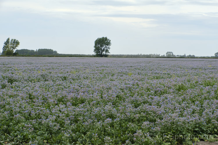 A field of Borage (<i>Borago officinalis</i>), a quick-growing annual or short-lived perennial herb that is popular with beekeepers as a nectar source, though it is confused with Viper's Bugloss (<i>Echium vulgare</i>). Borage has medicinal uses and the leaves can be used in salads. borago-2604htm'>Borago.