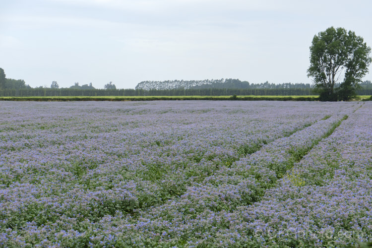 A field of Borage (<i>Borago officinalis</i>), a quick-growing annual or short-lived perennial herb that is popular with beekeepers as a nectar source, though it is confused with Viper's Bugloss (<i>Echium vulgare</i>). Borage has medicinal uses and the leaves can be used in salads. borago-2604htm'>Borago.