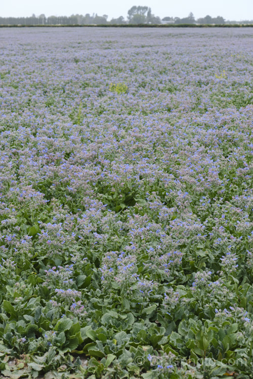 A field of Borage (<i>Borago officinalis</i>), a quick-growing annual or short-lived perennial herb that is popular with beekeepers as a nectar source, though it is confused with Viper's Bugloss (<i>Echium vulgare</i>). Borage has medicinal uses and the leaves can be used in salads. borago-2604htm'>Borago.