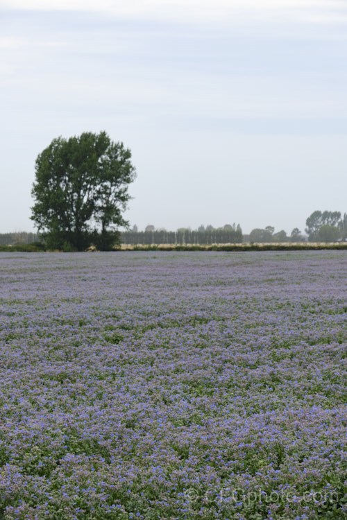 A field of Borage (<i>Borago officinalis</i>), a quick-growing annual or short-lived perennial herb that is popular with beekeepers as a nectar source, though it is confused with Viper's Bugloss (<i>Echium vulgare</i>). Borage has medicinal uses and the leaves can be used in salads. borago-2604htm'>Borago.