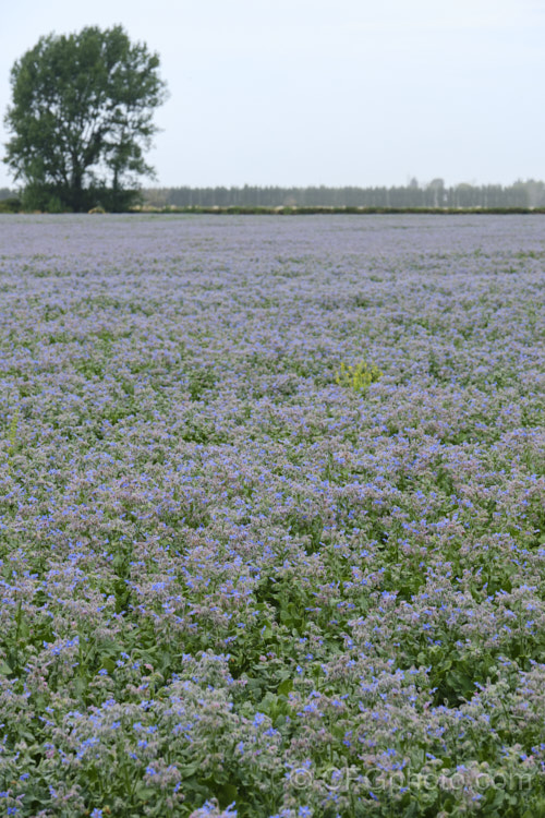 A field of Borage (<i>Borago officinalis</i>), a quick-growing annual or short-lived perennial herb that is popular with beekeepers as a nectar source, though it is confused with Viper's Bugloss (<i>Echium vulgare</i>). Borage has medicinal uses and the leaves can be used in salads. borago-2604htm'>Borago.