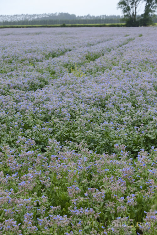 A field of Borage (<i>Borago officinalis</i>), a quick-growing annual or short-lived perennial herb that is popular with beekeepers as a nectar source, though it is confused with Viper's Bugloss (<i>Echium vulgare</i>). Borage has medicinal uses and the leaves can be used in salads. borago-2604htm'>Borago.