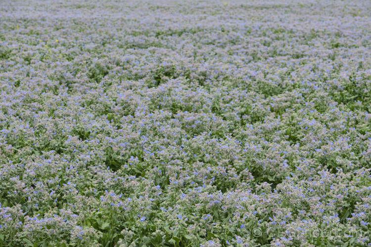 A field of Borage (<i>Borago officinalis</i>), a quick-growing annual or short-lived perennial herb that is popular with beekeepers as a nectar source, though it is confused with Viper's Bugloss (<i>Echium vulgare</i>). Borage has medicinal uses and the leaves can be used in salads. borago-2604htm'>Borago.