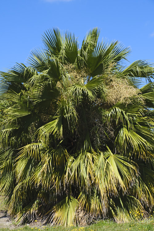 Guadalupe Palm (<i>Brahea edulis</i>), a 10m tall fan palm endemic to GuadalupeIsland off the western coast of Mexico. It produces large sprays of tiny flowers that develop into edible date-like black fruits. Order: Arecales, Family: Arecaceae