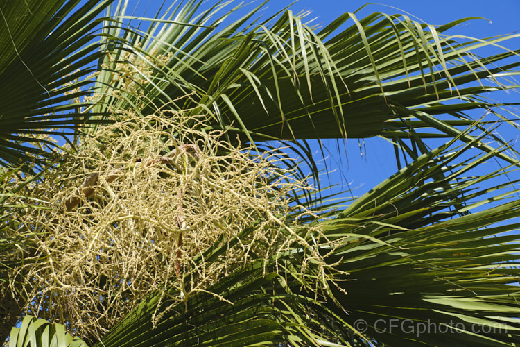 Foliage and flower sprays of Guadalupe Palm (<i>Brahea edulis</i>), a 10m tall fan palm endemic to GuadalupeIsland off the western coast of Mexico. It produces large sprays of tiny flowers that develop into edible date-like black fruits. Order: Arecales, Family: Arecaceae