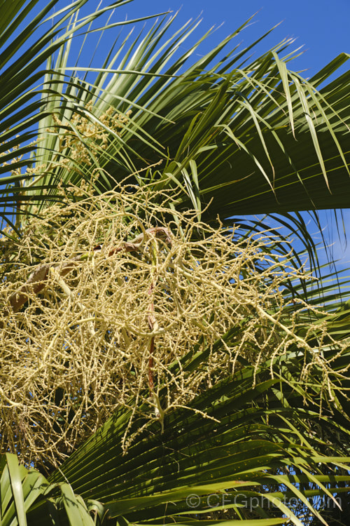 Foliage and flower sprays of Guadalupe Palm (<i>Brahea edulis</i>), a 10m tall fan palm endemic to GuadalupeIsland off the western coast of Mexico. It produces large sprays of tiny flowers that develop into edible date-like black fruits. Order: Arecales, Family: Arecaceae