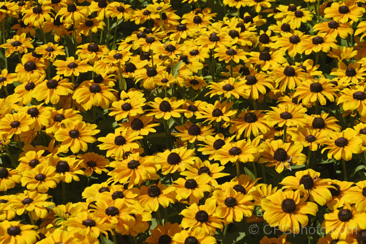 Rudbeckia 'Toto', a dwarf hybrid of Rudbeckia hirta, a US native. It grows to around 60cm tall, flowers very heavily and is a biennial or short-lived perennial that is usually treated as a bedding annual. This seedling strain includes a range of flower colours. rudbeckia-2220htm'>Rudbeckia.