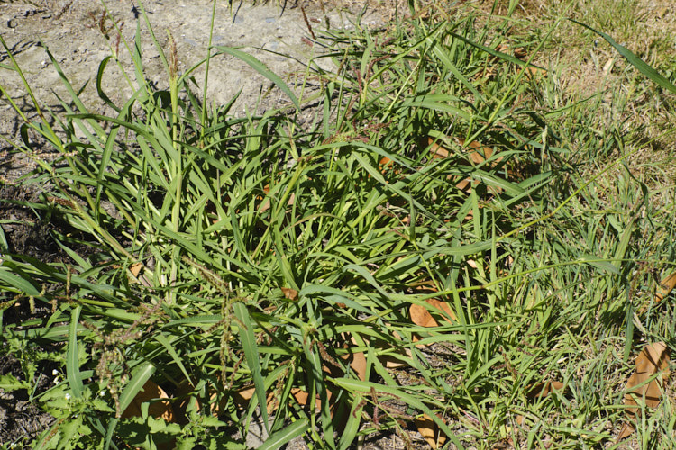 Echinochloa crus-galli photo at Pictures of Plants stock image library