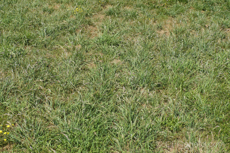 Rescuegrass, Grazing. Brome, Pampas. Brome or Prairie. Grass (<i>Bromus catharticus</i>), a hardy annual or biennial grass native to southern South America but now widely naturalised. It has rather coarse blue-green to grey-green foliage and often appears as a weed in lawns and gardens. As the common names suggest, it occurs naturally on open plains, is suitable for fodder and because of its ability to survive drought, it can come to farmers' rescue when little else survives. bromus-2608htm'>Bromus. .