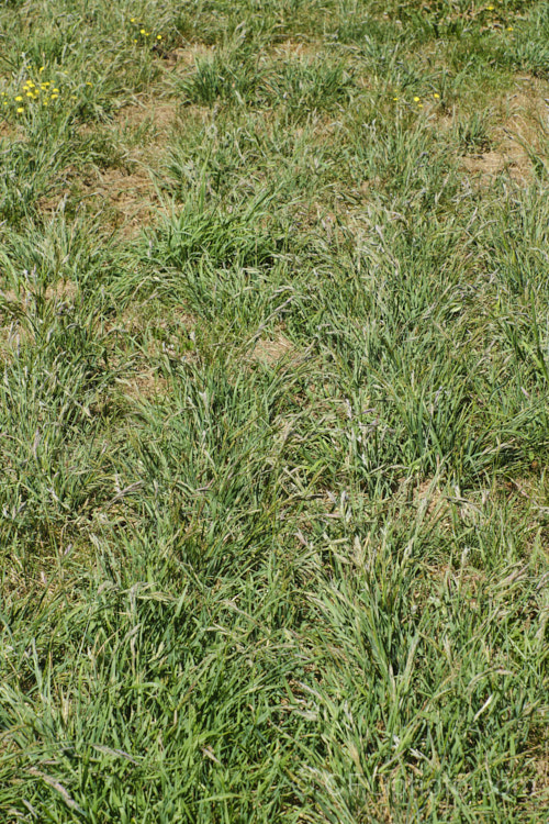 Rescuegrass, Grazing. Brome, Pampas. Brome or Prairie. Grass (<i>Bromus catharticus</i>), a hardy annual or biennial grass native to southern South America but now widely naturalised. It has rather coarse blue-green to grey-green foliage and often appears as a weed in lawns and gardens. As the common names suggest, it occurs naturally on open plains, is suitable for fodder and because of its ability to survive drought, it can come to farmers' rescue when little else survives. bromus-2608htm'>Bromus. .