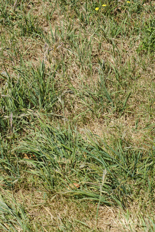 Rescuegrass, Grazing. Brome, Pampas. Brome or Prairie. Grass (<i>Bromus catharticus</i>), a hardy annual or biennial grass native to southern South America but now widely naturalised. It has rather coarse blue-green to grey-green foliage and often appears as a weed in lawns and gardens. As the common names suggest, it occurs naturally on open plains, is suitable for fodder and because of its ability to survive drought, it can come to farmers' rescue when little else survives. bromus-2608htm'>Bromus. .