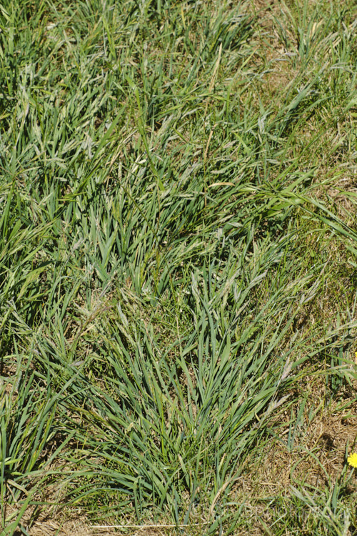 Rescuegrass, Grazing. Brome, Pampas. Brome or Prairie. Grass (<i>Bromus catharticus</i>), a hardy annual or biennial grass native to southern South America but now widely naturalised. It has rather coarse blue-green to grey-green foliage and often appears as a weed in lawns and gardens. As the common names suggest, it occurs naturally on open plains, is suitable for fodder and because of its ability to survive drought, it can come to farmers' rescue when little else survives. bromus-2608htm'>Bromus. .