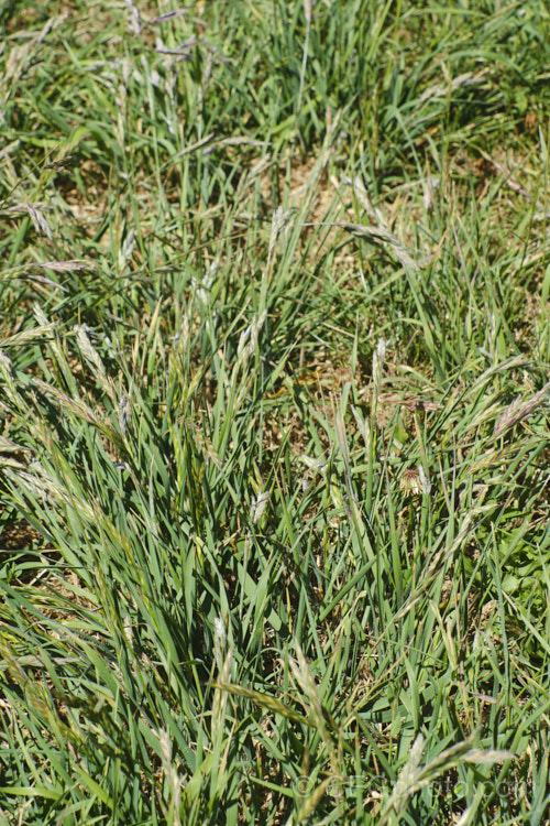 Rescuegrass, Grazing. Brome, Pampas. Brome or Prairie. Grass (<i>Bromus catharticus</i>), a hardy annual or biennial grass native to southern South America but now widely naturalised. It has rather coarse blue-green to grey-green foliage and often appears as a weed in lawns and gardens. As the common names suggest, it occurs naturally on open plains, is suitable for fodder and because of its ability to survive drought, it can come to farmers' rescue when little else survives. bromus-2608htm'>Bromus. .