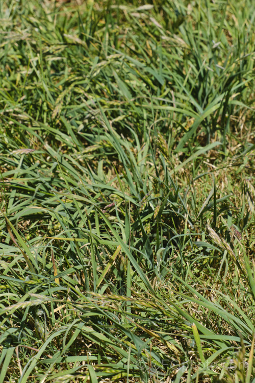 Rescuegrass, Grazing. Brome, Pampas. Brome or Prairie. Grass (<i>Bromus catharticus</i>), a hardy annual or biennial grass native to southern South America but now widely naturalised. It has rather coarse blue-green to grey-green foliage and often appears as a weed in lawns and gardens. As the common names suggest, it occurs naturally on open plains, is suitable for fodder and because of its ability to survive drought, it can come to farmers' rescue when little else survives. bromus-2608htm'>Bromus. .