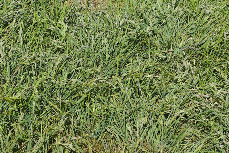 Rescuegrass, Grazing. Brome, Pampas. Brome or Prairie. Grass (<i>Bromus catharticus</i>), a hardy annual or biennial grass native to southern South America but now widely naturalised. It has rather coarse blue-green to grey-green foliage and often appears as a weed in lawns and gardens. As the common names suggest, it occurs naturally on open plains, is suitable for fodder and because of its ability to survive drought, it can come to farmers' rescue when little else survives. bromus-2608htm'>Bromus. .