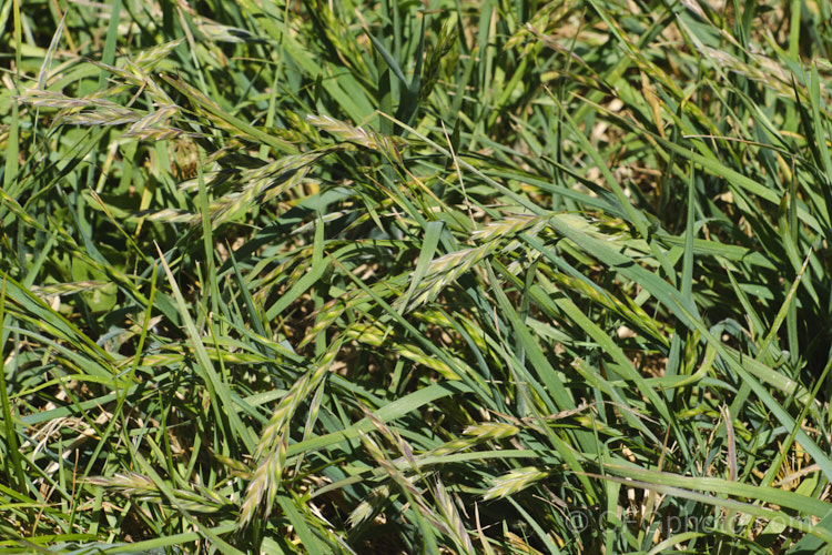 Rescuegrass, Grazing. Brome, Pampas. Brome or Prairie. Grass (<i>Bromus catharticus</i>), a hardy annual or biennial grass native to southern South America but now widely naturalised. It has rather coarse blue-green to grey-green foliage and often appears as a weed in lawns and gardens. As the common names suggest, it occurs naturally on open plains, is suitable for fodder and because of its ability to survive drought, it can come to farmers' rescue when little else survives. bromus-2608htm'>Bromus. .