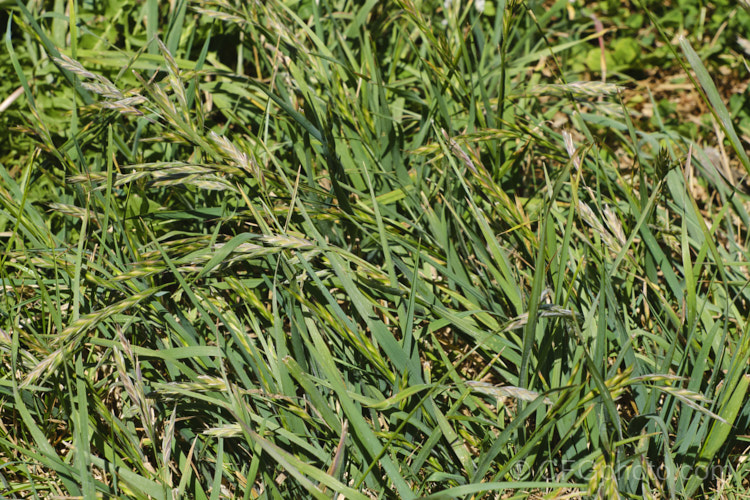 Rescuegrass, Grazing. Brome, Pampas. Brome or Prairie. Grass (<i>Bromus catharticus</i>), a hardy annual or biennial grass native to southern South America but now widely naturalised. It has rather coarse blue-green to grey-green foliage and often appears as a weed in lawns and gardens. As the common names suggest, it occurs naturally on open plains, is suitable for fodder and because of its ability to survive drought, it can come to farmers' rescue when little else survives. bromus-2608htm'>Bromus. .