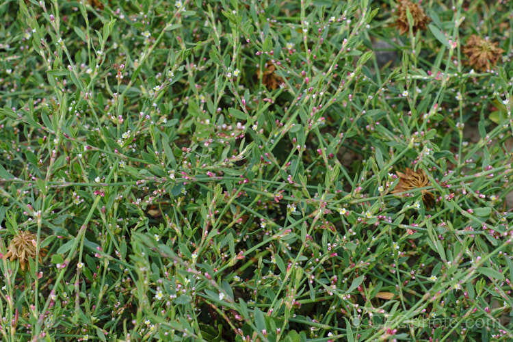 Wireweed or Knotgrass (<i>Persicaria aviculare [syn. Polygonum aviculare]), a widespread annual that is a weed of cultivated land, both in commercial crops and gardens. It grows quickly, is competitive and its seeds can remain dormant for prolonged periods. Its flowerheads form in the leaf axils and are very small in comparison to those of most other species in this genus.