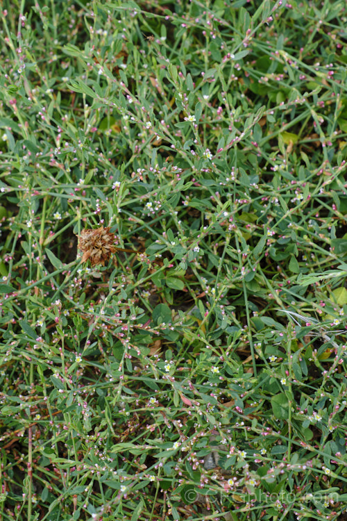 Wireweed or Knotgrass (<i>Persicaria aviculare [syn. Polygonum aviculare]), a widespread annual that is a weed of cultivated land, both in commercial crops and gardens. It grows quickly, is competitive and its seeds can remain dormant for prolonged periods. Its flowerheads form in the leaf axils and are very small in comparison to those of most other species in this genus.