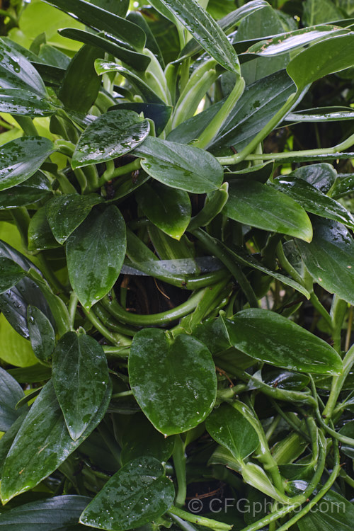 Monstera standleyana, a strong-stemmed evergreen vine native to Costa. Rica. Its leaves are ovate, undivided and up to 60cm long. The arum-like flowerheads have a spathe that can be over 25cm long. monstera-3155htm'>Monstera.