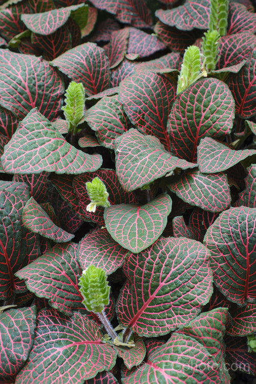 Juanita Mosaic Plant (<i>Fittonia verschaffeltii 'Juanita'), a cultivar of an evergreen. Peruvian perennial that is a popular house plant 'Juanita' has large leaves and is generally more vigorous than the species.