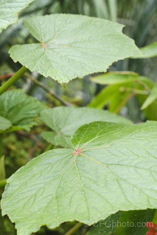 <i>Begonia valida</i>, an evergreen Brazilian begonia the produces sprays of tiny white flowers held well above the foliage. The leaves are roughly heart-shaped but with shallow lobes. Order: Cucurbitales, Family: Begoniaceae