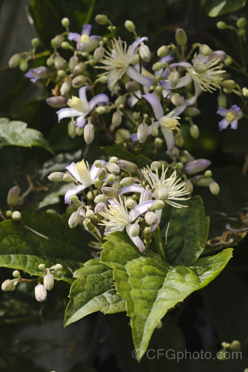 <i>Clematis</i> 'Praecox' syn 'Jouiniana. Praecox', a scrambling. Heracleifolia. Group hybrid introduced in 1959. It is thought to be a hybrid between Clematis x jouiniana (<i>Clematis vitalba x Clematis davidiana</i>) and Clematis tubulosa, though the foliage hints at <i>Clematis heracleifolia</i> in its parentage. The main flowering period is summer.