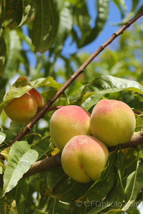 Peach (<i>Prunus persica</i>), an 8m tall deciduous tree that originated in China, but which is now cultivated throughout the temperate zones for its delicious edible fruit. The skin of peaches is downy or fuzzy, while nectarines, which are cultivars of the same species, are smooth-skinned. This cultivar is 'Golden Queen', which is widely grown and particularly popular in New Zealand where it was raised in 1908. It is a late-ripening clingstone. Order: Rosales, Family: Rosaceae