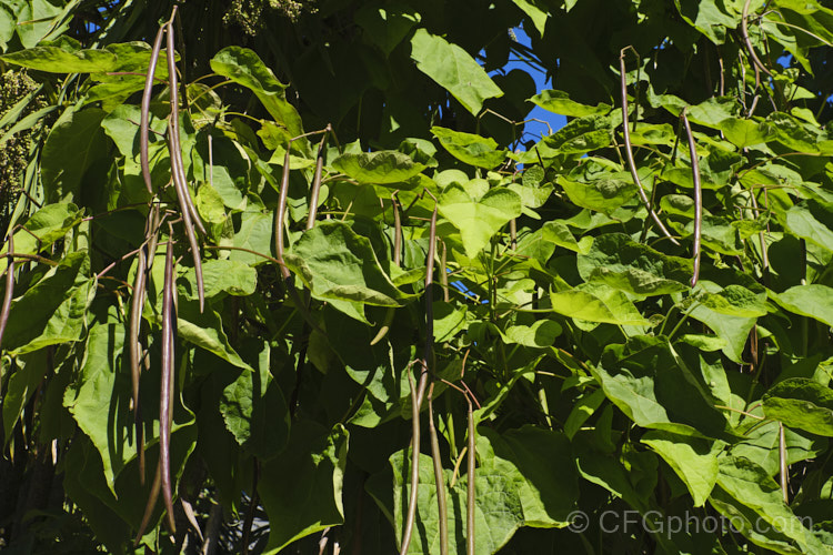 Indian. Bean or Eastern Catalpa (<i>Catalpa bignonioides</i>), a summer-flowering 15m tall deciduous tree native to the eastern United States. It is widely regarded as being among the most spectacular of the large, hardy, deciduous flowering trees. The long, bean-like seedpods seen here follow the flowers and mature by early autumn. catalpa-2420htm'>Catalpa. <a href='bignoniaceae-plant-family-photoshtml'>Bignoniaceae</a>.