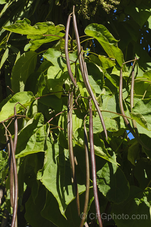 Indian. Bean or Eastern Catalpa (<i>Catalpa bignonioides</i>), a summer-flowering 15m tall deciduous tree native to the eastern United States. It is widely regarded as being among the most spectacular of the large, hardy, deciduous flowering trees. The long, bean-like seedpods seen here follow the flowers and mature by early autumn. catalpa-2420htm'>Catalpa. <a href='bignoniaceae-plant-family-photoshtml'>Bignoniaceae</a>.