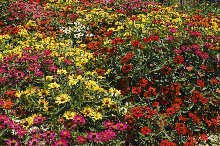 Dwarf zinnias (<i>Zinnia elegans 'Profusion' series</i>), these large-flowered, single to semi-double, dwarf plants are typical of modern bedding zinnias, with a stocky habit, good rain-resistance and vibrant flower colours. Order: Asterales, Family: Asteraceae