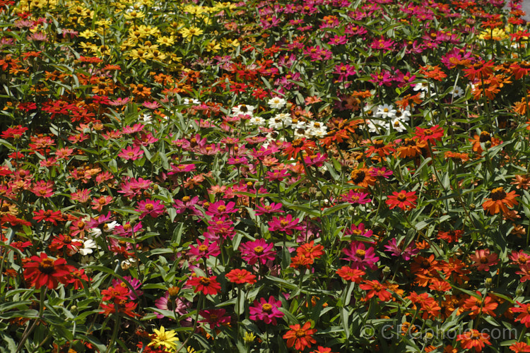 Dwarf zinnias (<i>Zinnia elegans 'Profusion' series</i>), these large-flowered, single to semi-double, dwarf plants are typical of modern bedding zinnias, with a stocky habit, good rain-resistance and vibrant flower colours. Order: Asterales, Family: Asteraceae